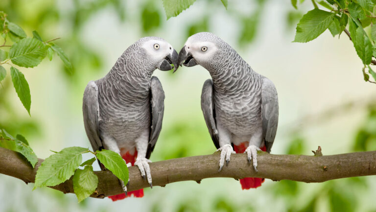 Top 10 Challenges of Owning an African Grey Parrot in the USA
