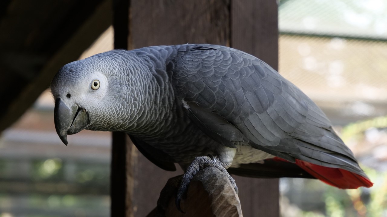 Read more about the article Navigating Legal and Ethical Considerations for African Grey Parrot Ownership in the U.S.