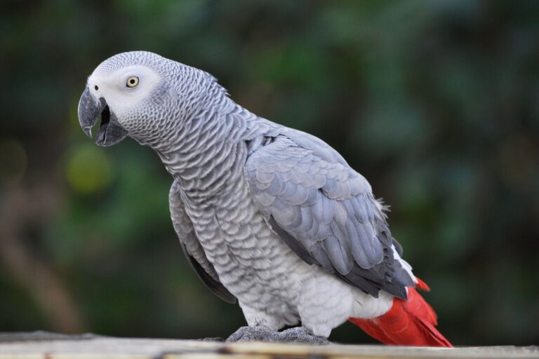 The Ultimate Guide to Caring for African Grey Parrots in American Homes