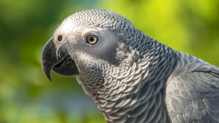 African Grey Parrots and Mental Stimulation: Keeping Your Feathered Friend Happy