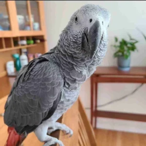 Bright Red Tail Congo African Greys