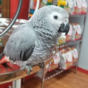 Baby Timneh African Grey Parrot