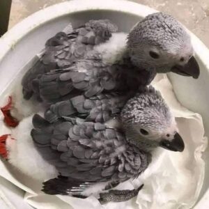 Young Female & Male African Grey Parrots