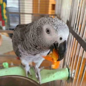 Psittacus erithacus – African Grey Parrot