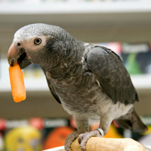 Timneh african grey parrot for sale