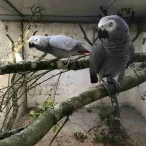 Male & Female African Grey Parrots