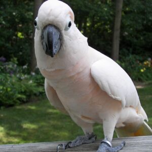 MOLUCCAN COCKATOO