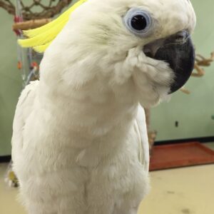 TRITON COCKATOO